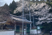 春日神社の桜
